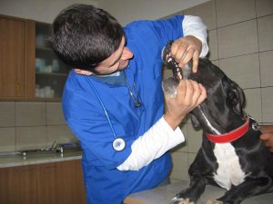 EqvineVet - clinica veterinara Bucuresti